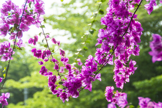 三角梅花特写