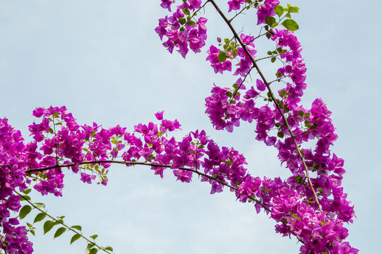 三角梅花特写