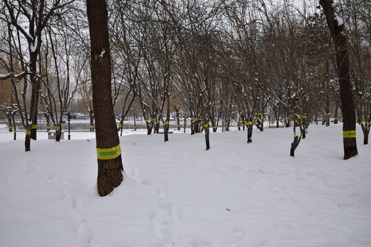 石家庄绿洲公园雪景