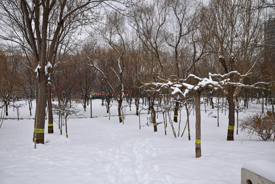 石家庄绿洲公园雪景