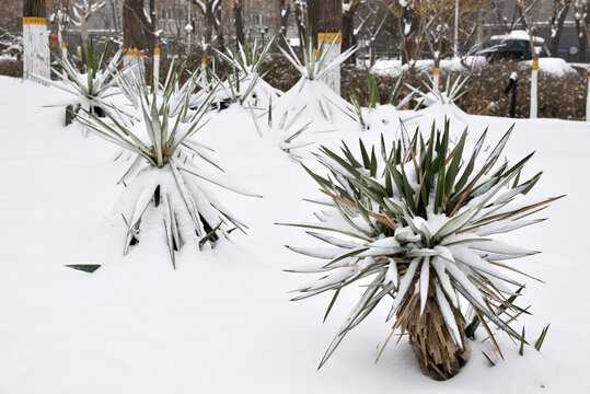 雪中植物