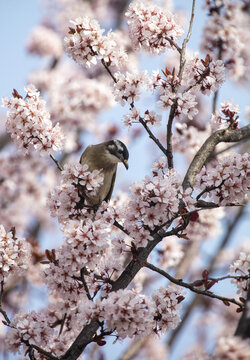 春天的花与鸟