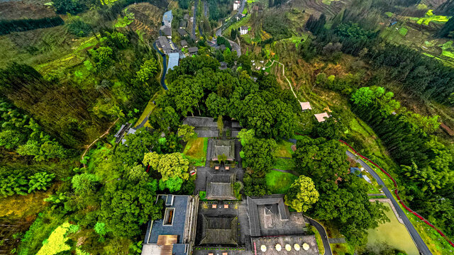 云峰寺院桢楠树林