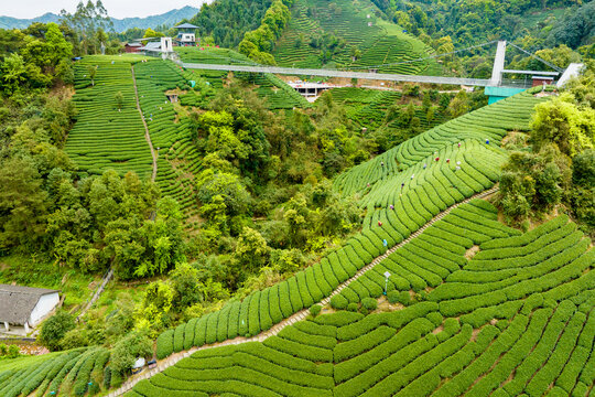 中国广西昭平生态茶园春季景色美