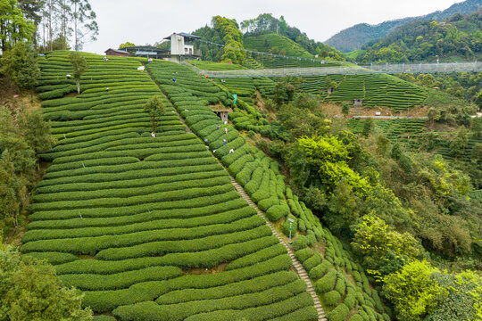 中国广西昭平生态茶园春季景色美