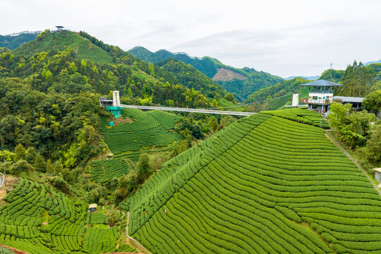 中国广西昭平生态茶园春季景色美