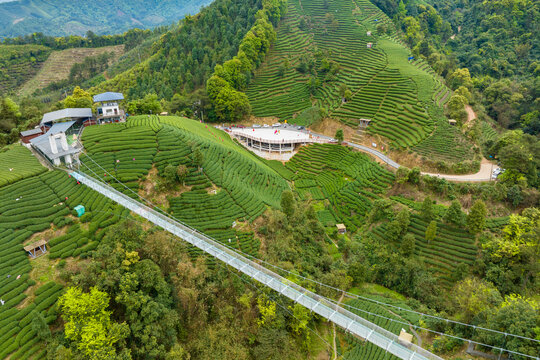 中国广西昭平生态茶园春季景色美