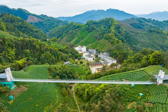 中国广西昭平生态茶园春季景色美