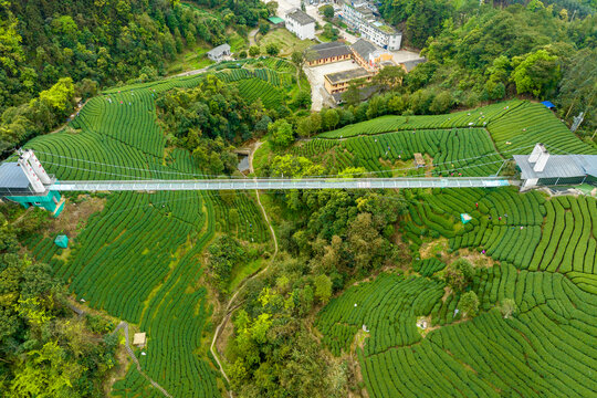 中国广西昭平生态茶园春季景色美