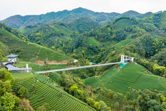 中国广西昭平生态茶园春季景色美