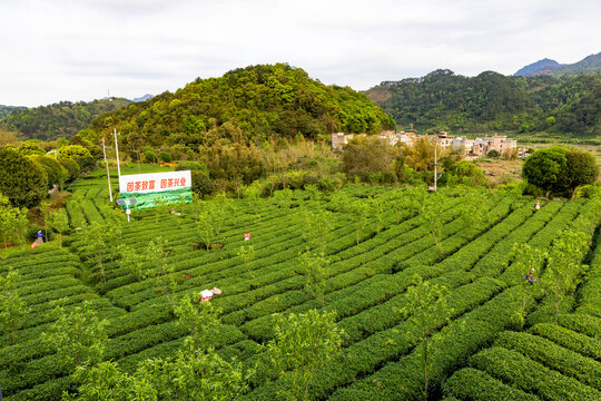 中国广西昭平生态茶园春季景色美