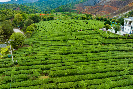 中国广西昭平生态茶园春季景色美