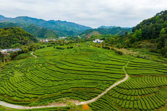 中国广西昭平生态茶园春季景色美