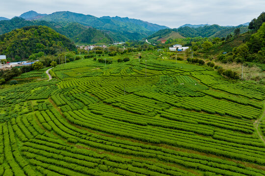 中国广西昭平生态茶园春季景色美