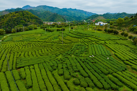 中国广西昭平生态茶园春季景色美