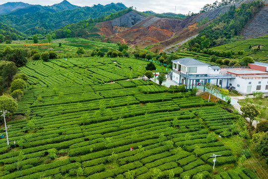 中国广西昭平生态茶园春季景色美