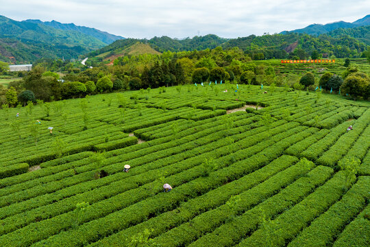 中国广西昭平生态茶园春季景色美