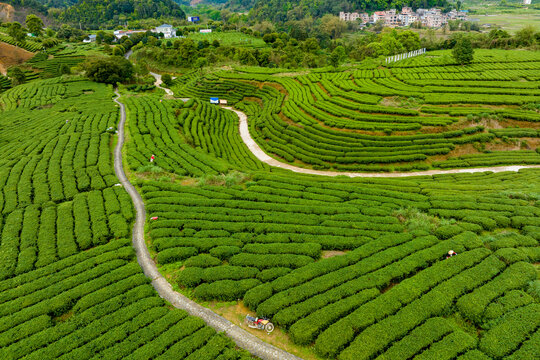 中国广西昭平生态茶园春季景色美