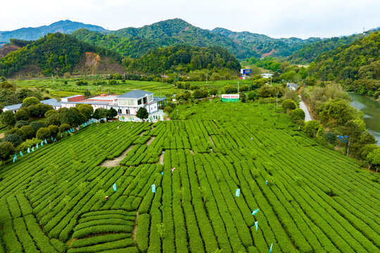 中国广西昭平生态茶园春季景色美