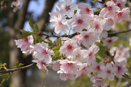 樱花