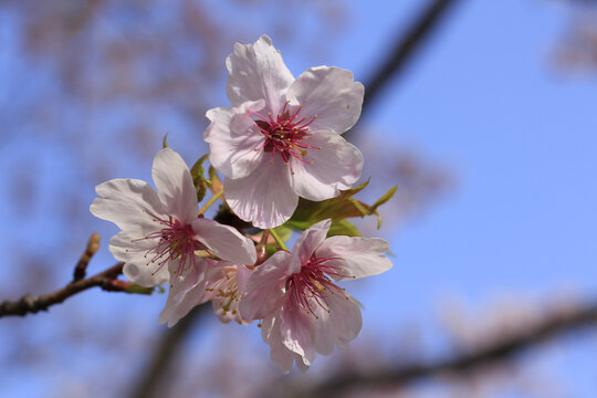 樱花