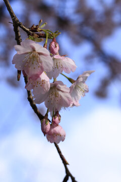 樱花