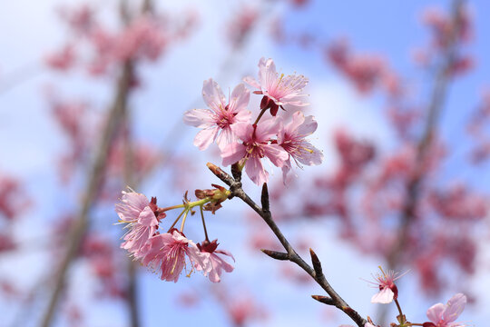 樱花