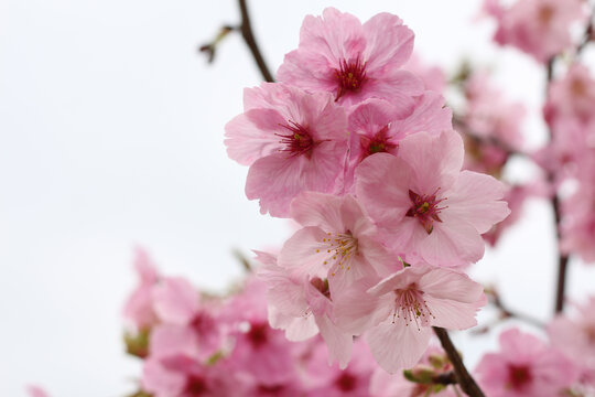 樱花