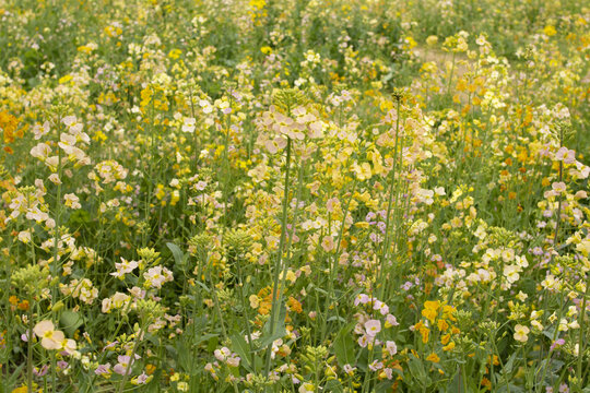 彩色油菜花