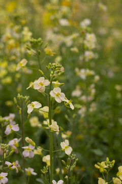 彩色油菜花