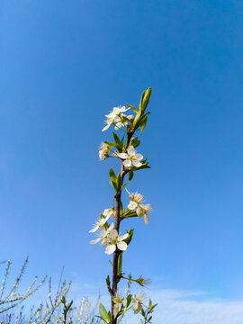 盛开的李花花枝