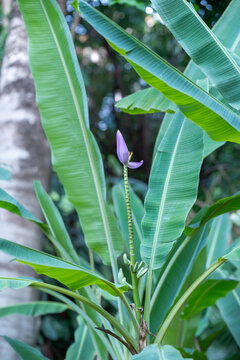 紫色的香蕉花