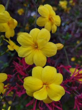 迎春花特写