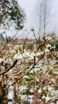 结香花