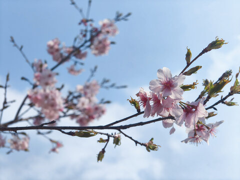 樱花