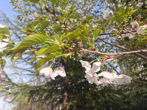 樱花盛开