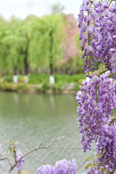 紫藤花开