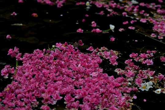 落花流水