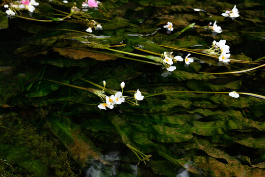 水性杨花