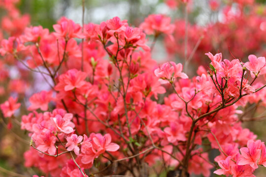 杜鹃花开