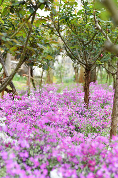 樱草小花