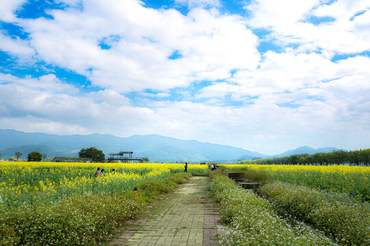 油菜花开