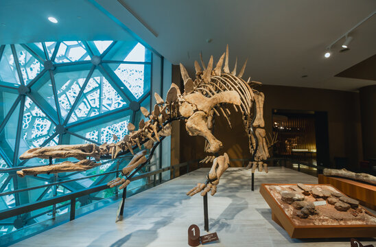 上海自然博物馆恐龙骨骼标本