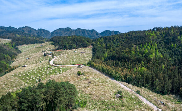 湖南怀化靖州排牙山梨花盛开景象