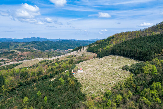 湖南怀化靖州排牙山梨花盛开景象