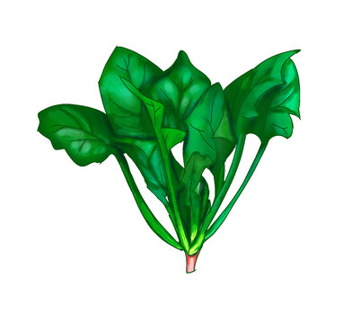 手繪菠菜素材