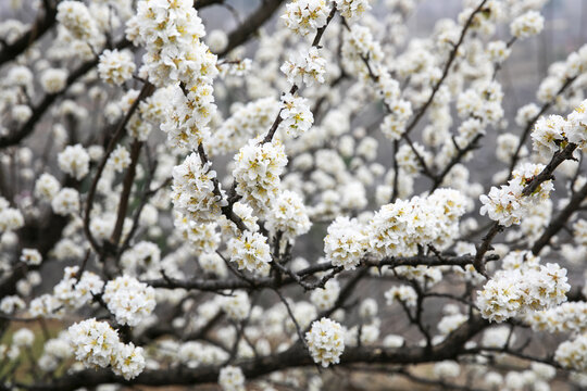 李子树开花