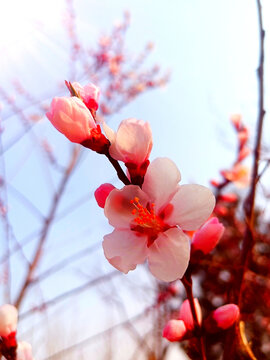 春季桃花盛开