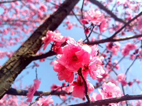 春季桃花盛开