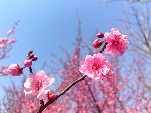 春季桃花盛开